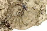 Cretaceous Ammonite (Mammites) Fossil with Brachiopods - Morocco #334944-1